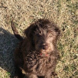 Meet your Posher, Lee